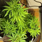 Membrana Hyper Autofem von VIP Seeds