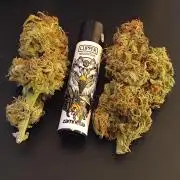 Cafe Racer Autoflower von Blimburn Seeds