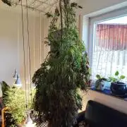 ROOTIES outdoor summer grow 2025