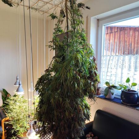 ROOTIES outdoor summer grow 2025