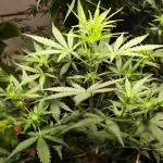 Z-Up Automatic von FastBuds