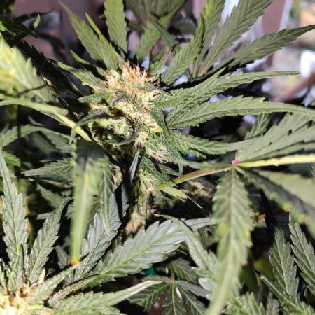 Lemon Cherry Cookies Auto von FastBuds