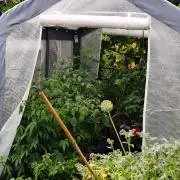 Greenhouse Summer Outdoor Grow 2026