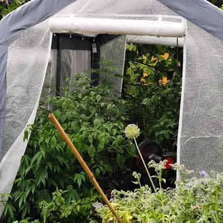 Greenhouse Summer Outdoor Grow 2026