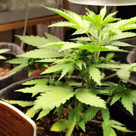 Black Runtz Automatic von Zamnesia seeds