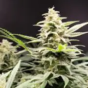 Sunset Sherbet Automatic von Zamnesia Seeds