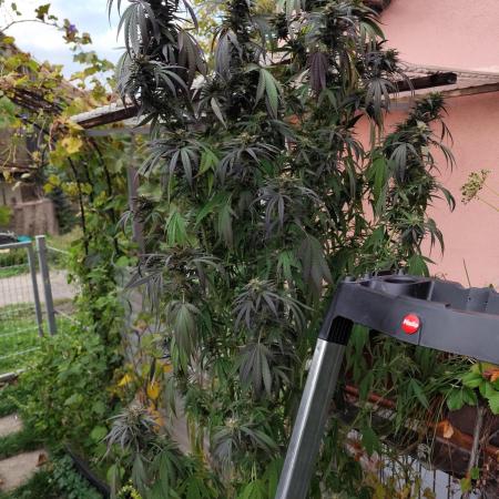 ROOTIES outdoor summer grow 2025