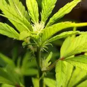 Membrana Hyper Autofem von VIP Seeds