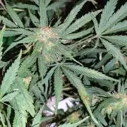 Lemon Cherry Cookies Auto von FastBuds