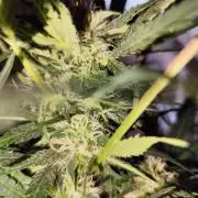 Lemon Cherry Cookies Auto von FastBuds