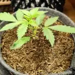 Blueberry Challenge Zammi / Sensi Seeds