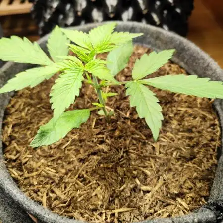 Blueberry Challenge Zammi / Sensi Seeds