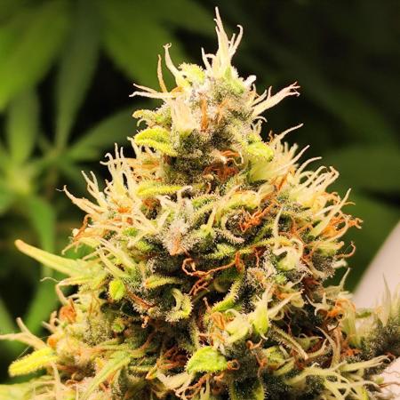 Black Runtz Automatic von Zamnesia seeds