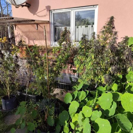 ROOTIES outdoor summer grow 2025