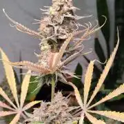 Howling Haze Auto First Edition from Zamnesia Seeds Wintergrow Indoor