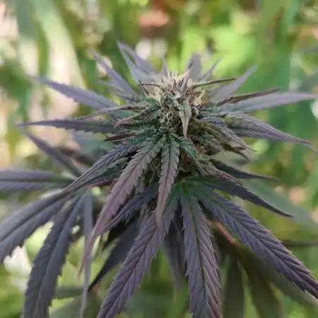 ROOTIES outdoor summer grow 2025