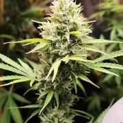 Black Runtz Automatic von Zamnesia seeds