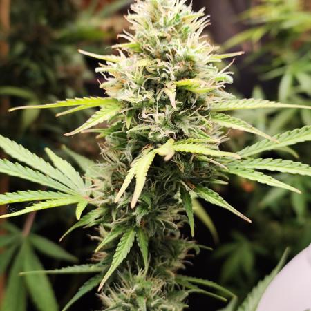 Black Runtz Automatic von Zamnesia seeds