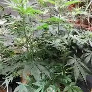 Tangerine Dream Automatic von Zamnesia