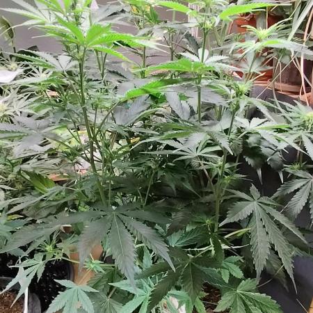 Tangerine Dream Automatic von Zamnesia