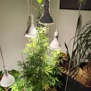 Membrana Hyper Autofem von VIP Seeds