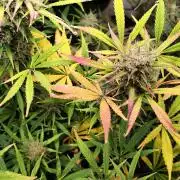 Orange Sherbet Auto von 2Fast4Buds