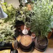 Gorilla Cookies Auto von 2Fast4Buds