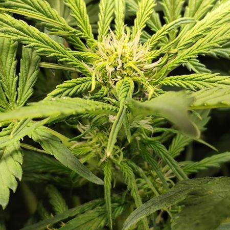 Lemon Cherry Cookies Auto von FastBuds