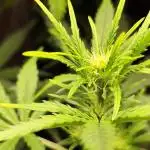 Z-Up Automatic von FastBuds