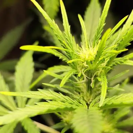 Z-Up Automatic von FastBuds