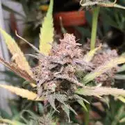 Howling Haze Auto First Edition from Zamnesia Seeds Wintergrow Indoor