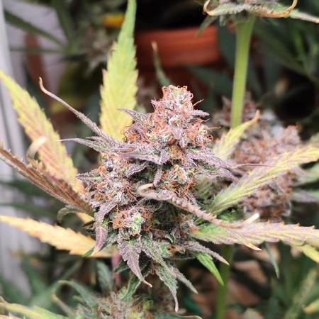 Howling Haze Auto First Edition from Zamnesia Seeds Wintergrow Indoor