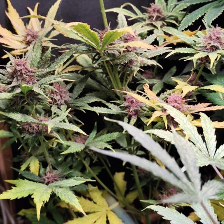 Blueberry Challenge Zammi / Sensi Seeds