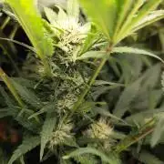 Lemon Cherry Cookies Auto von FastBuds