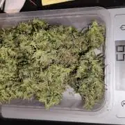 Blueberry Challenge Zammi / Sensi Seeds