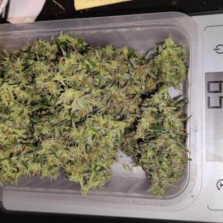 Blueberry Challenge Zammi / Sensi Seeds