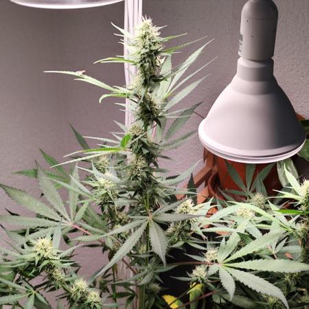 Rainbow Sherbet Automatic von Zamnesia