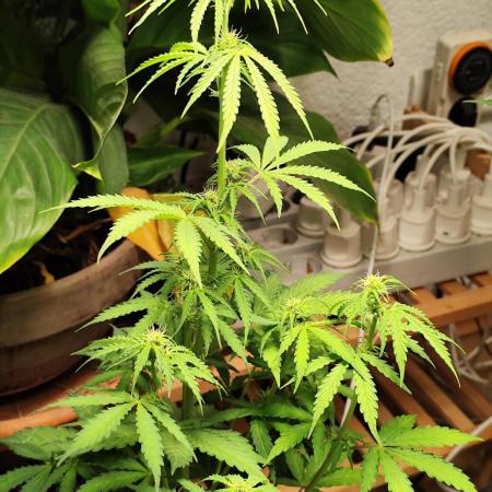 Black Runtz Automatic von Zamnesia seeds
