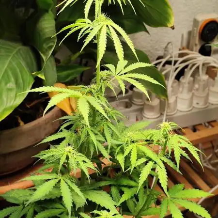 Black Runtz Automatic von Zamnesia seeds