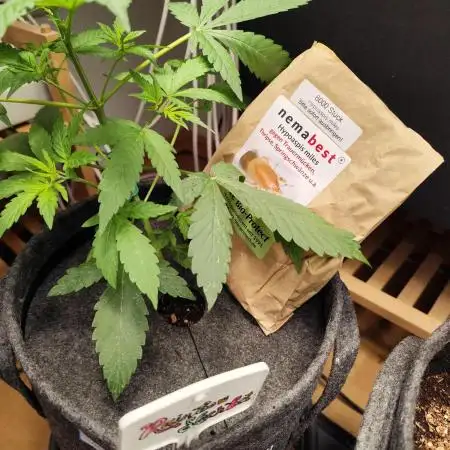 Rainbow Sherbet Automatic von Zamnesia