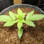 Lemon Cherry Cookies Auto von FastBuds