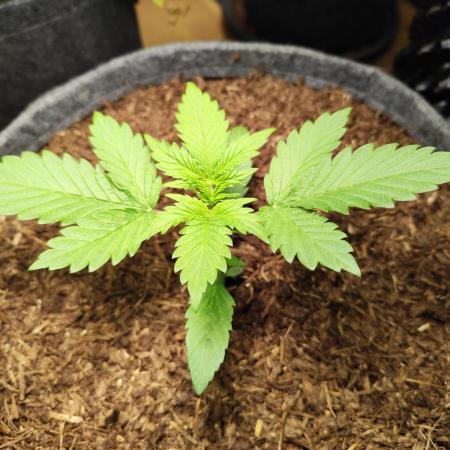 Lemon Cherry Cookies Auto von FastBuds