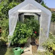 Greenhouse Summer Outdoor Grow 2026
