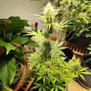Black Runtz Automatic von Zamnesia seeds
