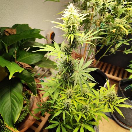 Black Runtz Automatic von Zamnesia seeds