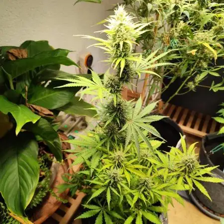 Black Runtz Automatic von Zamnesia seeds