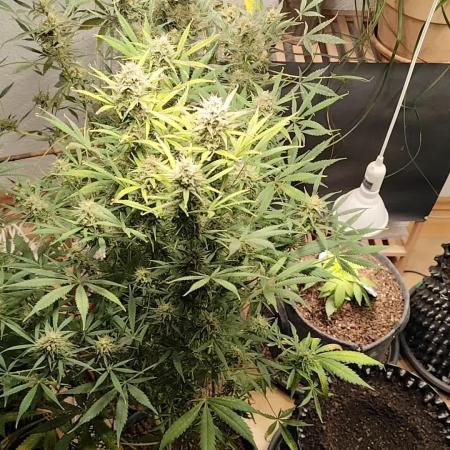 Orange Sherbet Auto von 2Fast4Buds