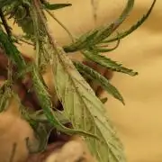 Membrana Hyper Autofem von VIP Seeds