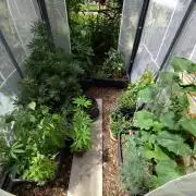 Greenhouse Summer Outdoor Grow 2026