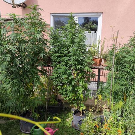 ROOTIES outdoor summer grow 2025